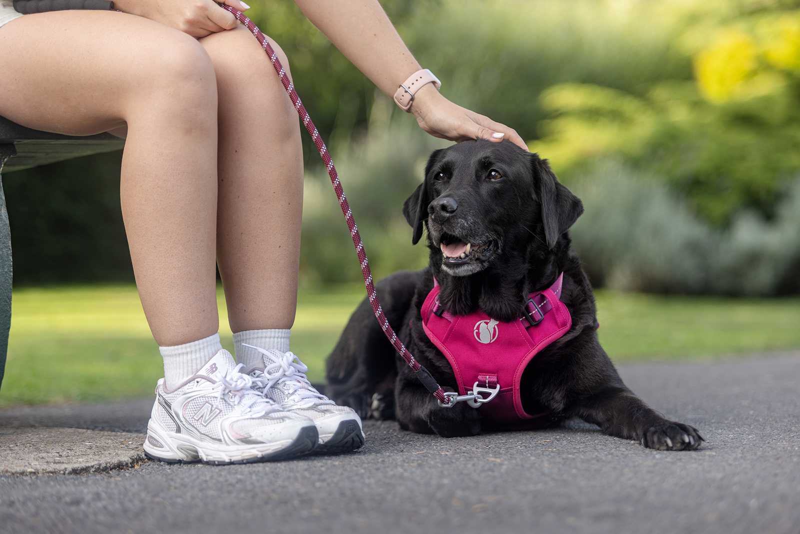 commercial dog photography of a black labrador for dog harness company