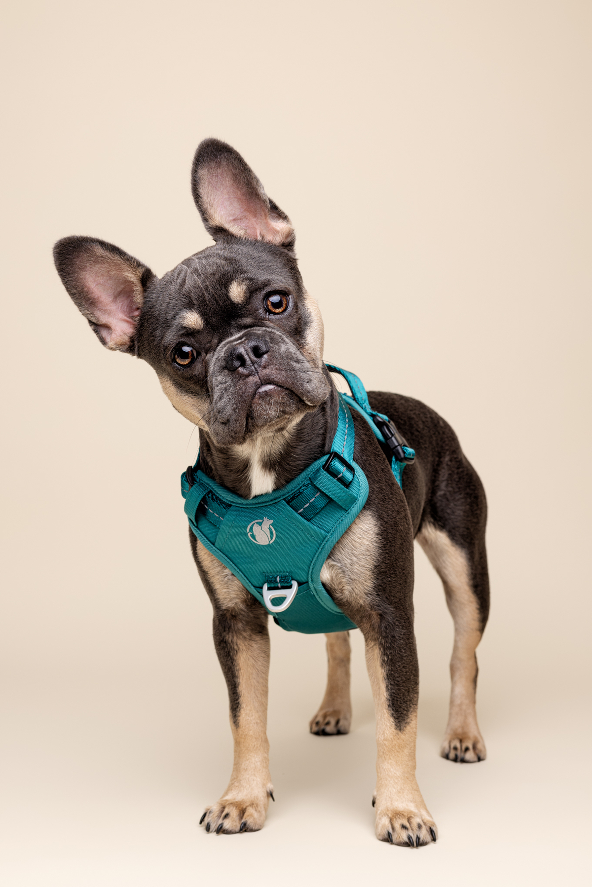 commercial dog photography of a french bulldog for dog harness company
