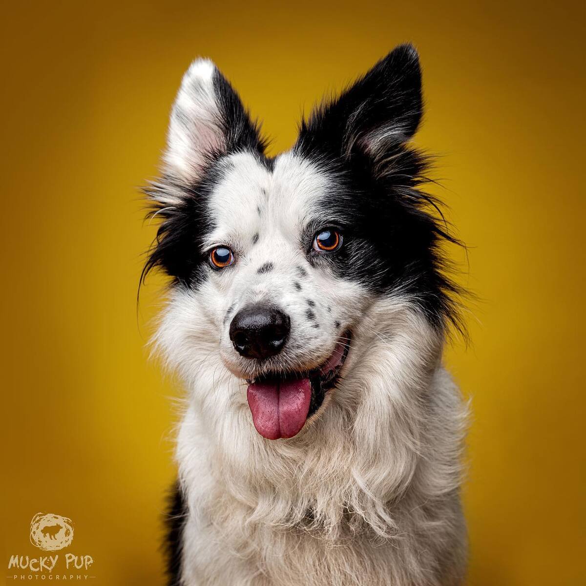 Border Collie photographed in the studio on a yellow background