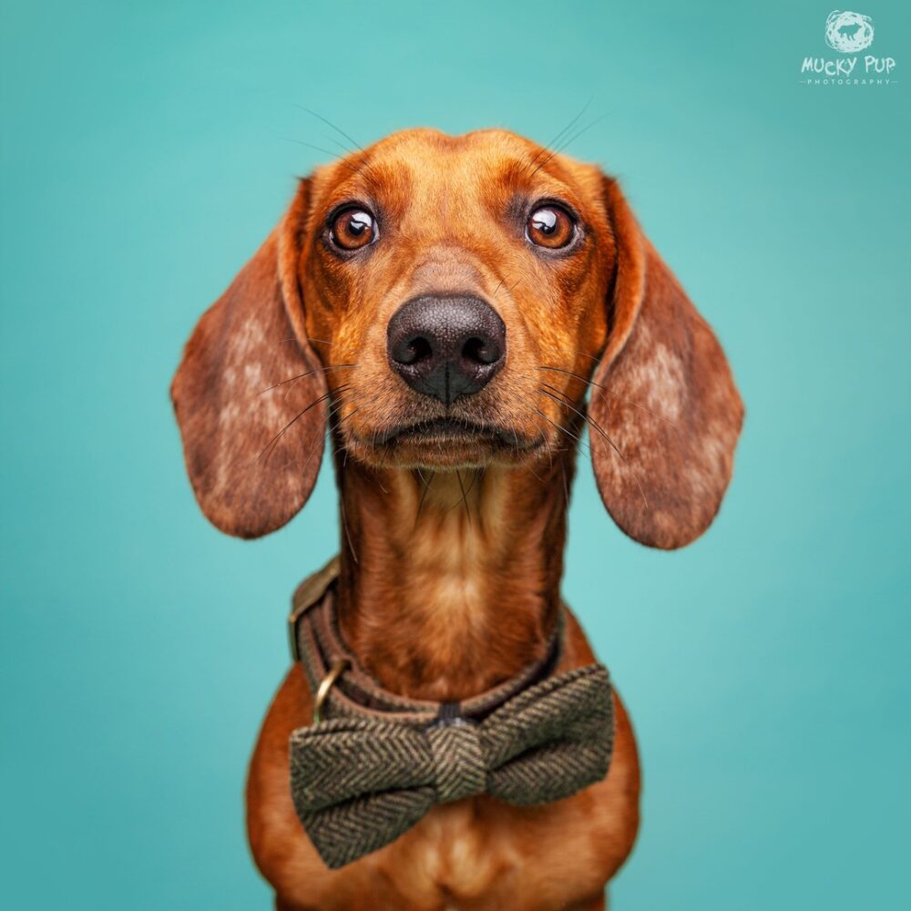 dachshund with a tweed bowtie photographed on a blue background in studio in Swansea
