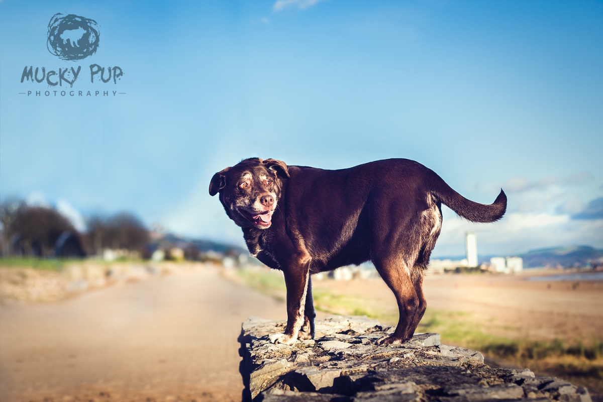 Chocolate lab photographed on a wall on Swansea Bay