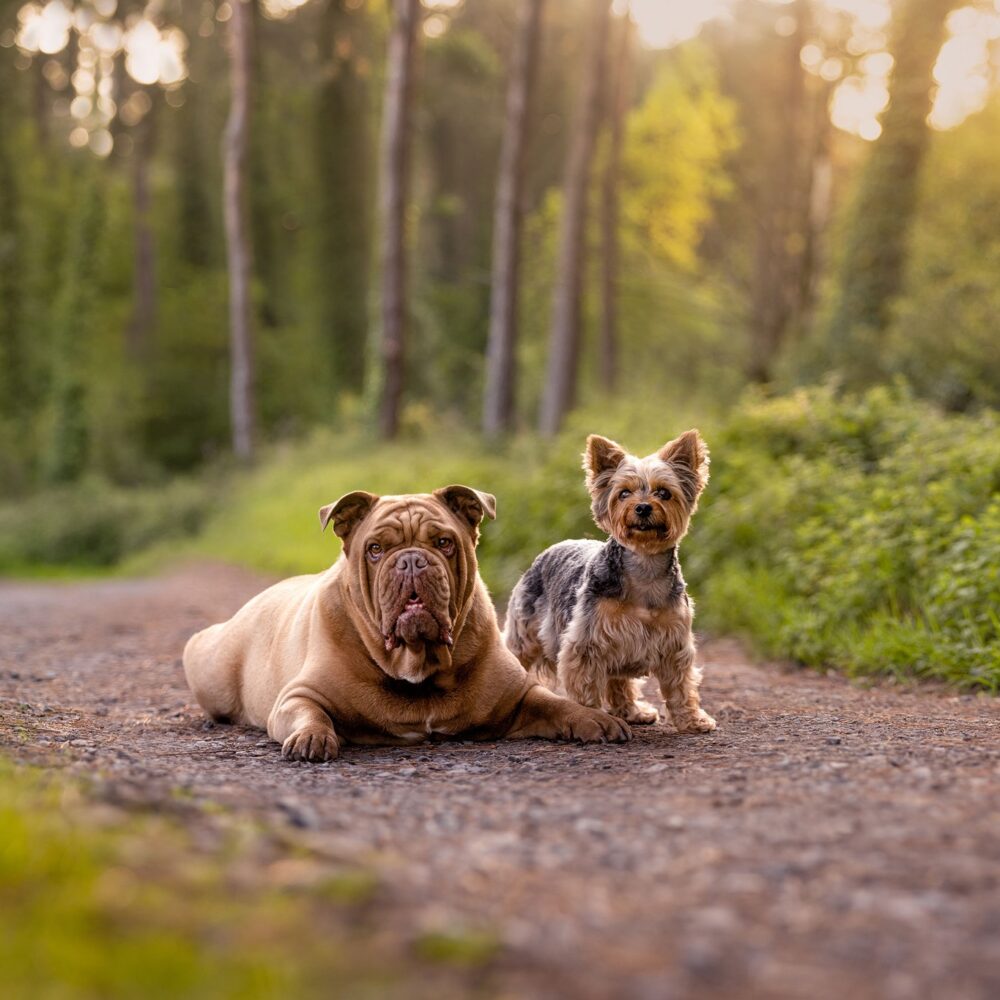yorkshire terrier and old tyme bull dogs on a path through the woods in Llanmadoc