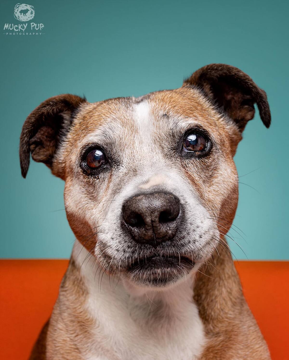 senior staffy photographed in studio