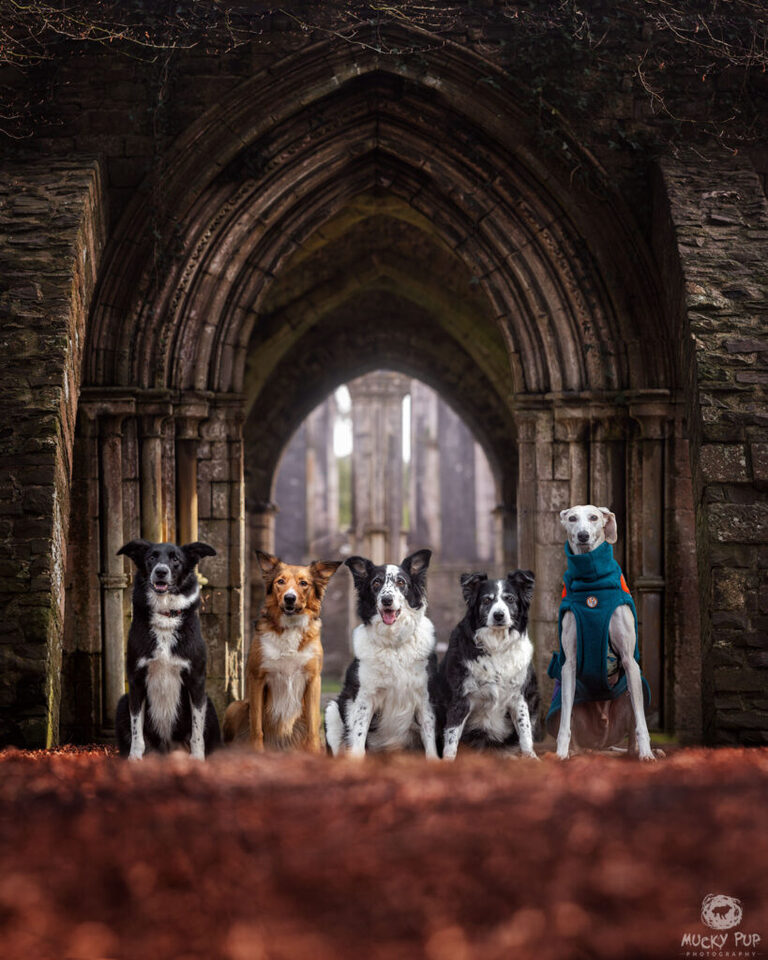 multiple dog portrait photographed in a ruined Abbey