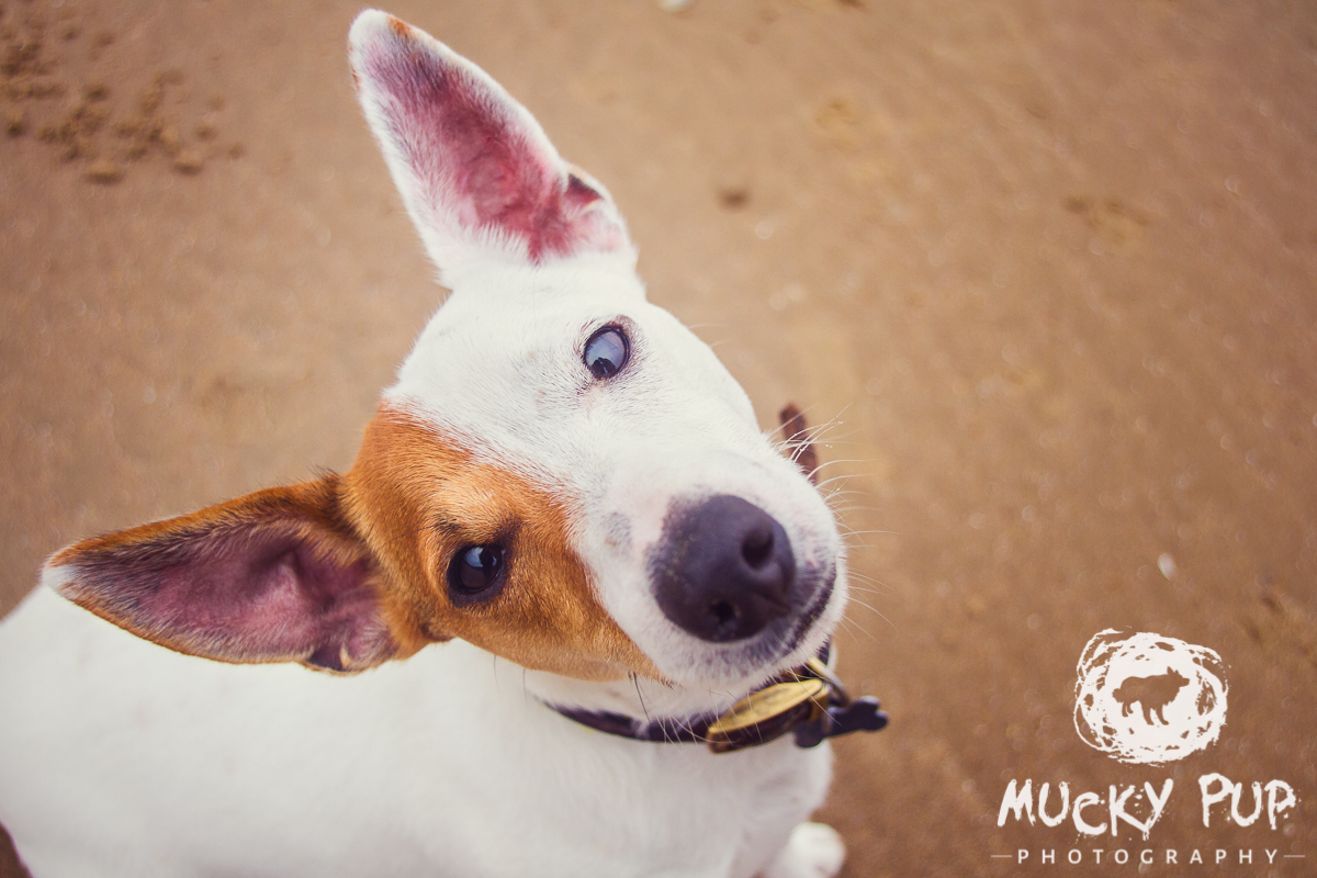 Jack Russell Mucky Pup Photography