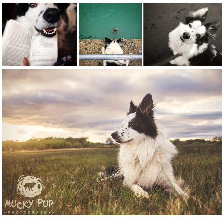 Dog Photography, Why I photograph dogs