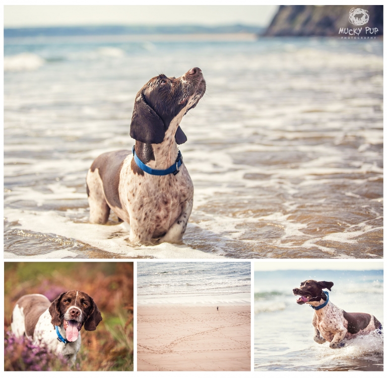Springer Spaniel photographed at Three Cliffs Bay, Gower, by Mucky Pup Photography