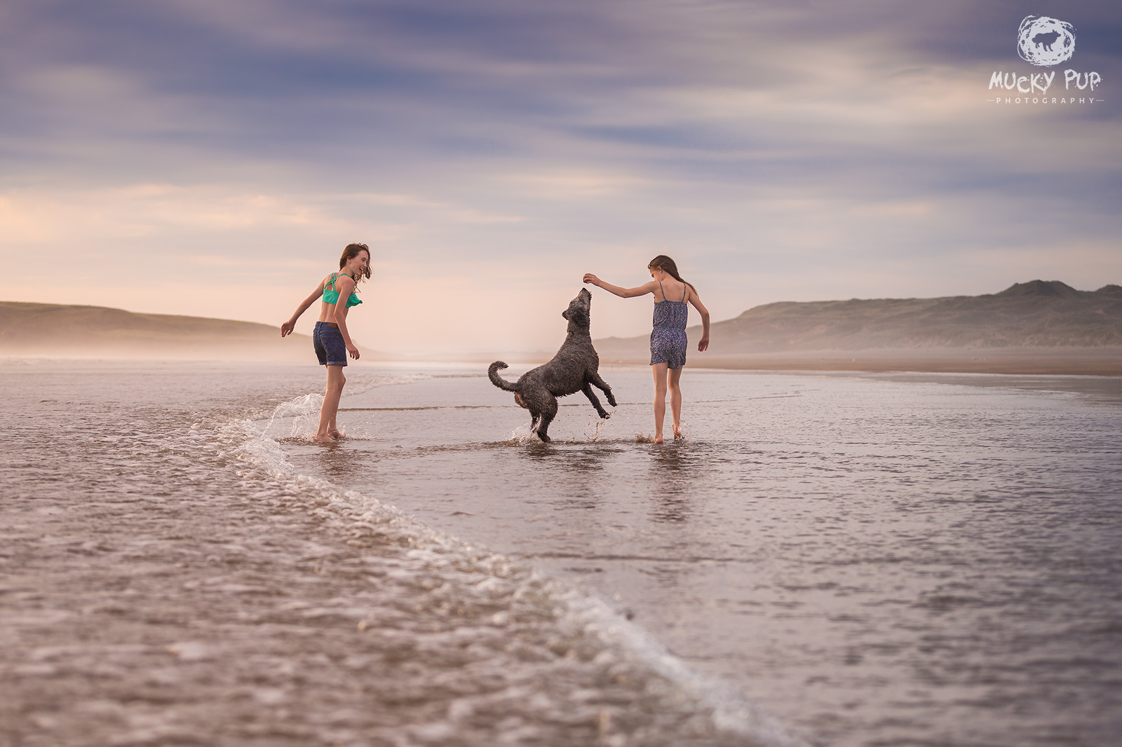 Labradoodle playing in the sea with her two girls on Llangennith Beach at sunset