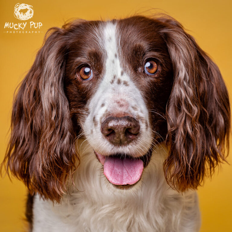 close up head shot of a brown and white spaniel against a yellow background in the studio by Mucky Pup Photography