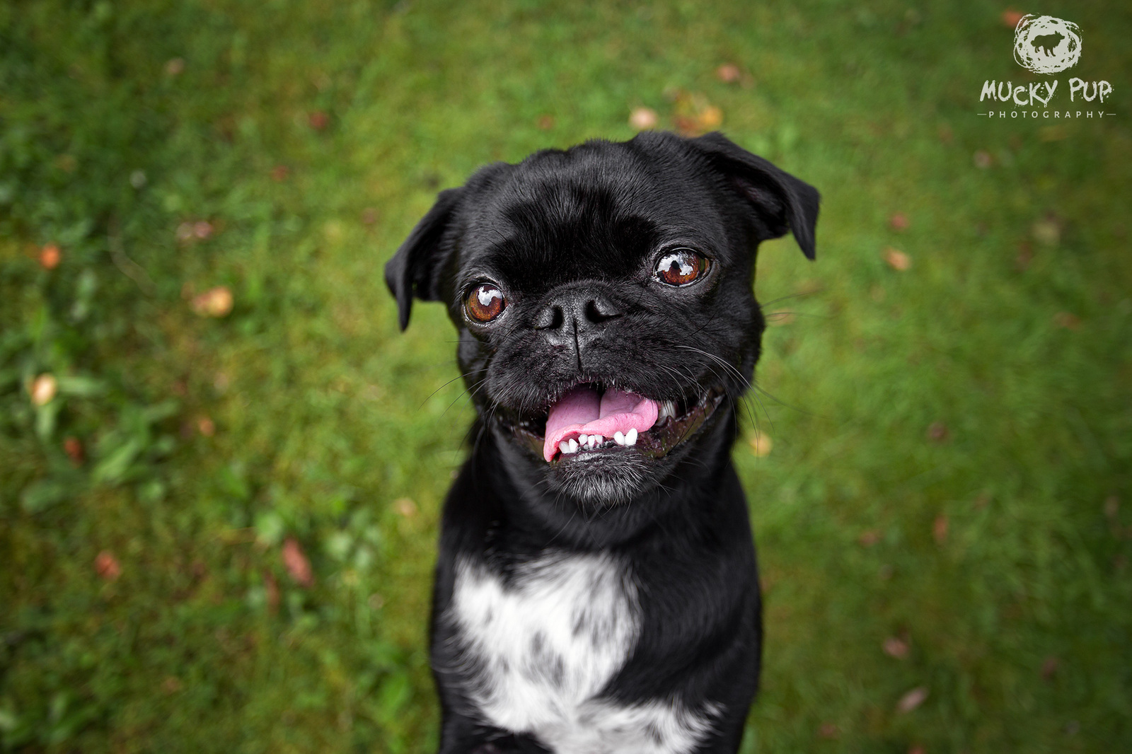 pug cross photographed with a wide angle lens