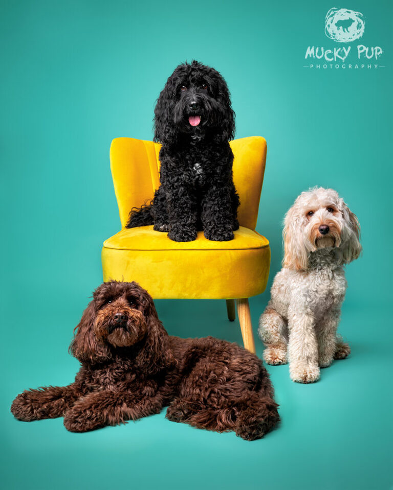 brown cream and black cockerpoos in the studio with a yellow chair and blue background Mucky Pup Photography