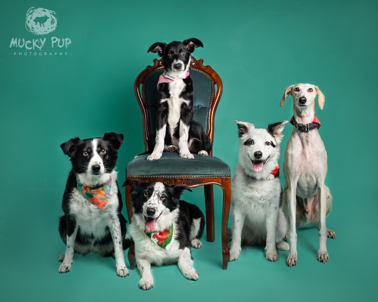 Group studio photograph of five dogs border collies and saluki cross Swansea