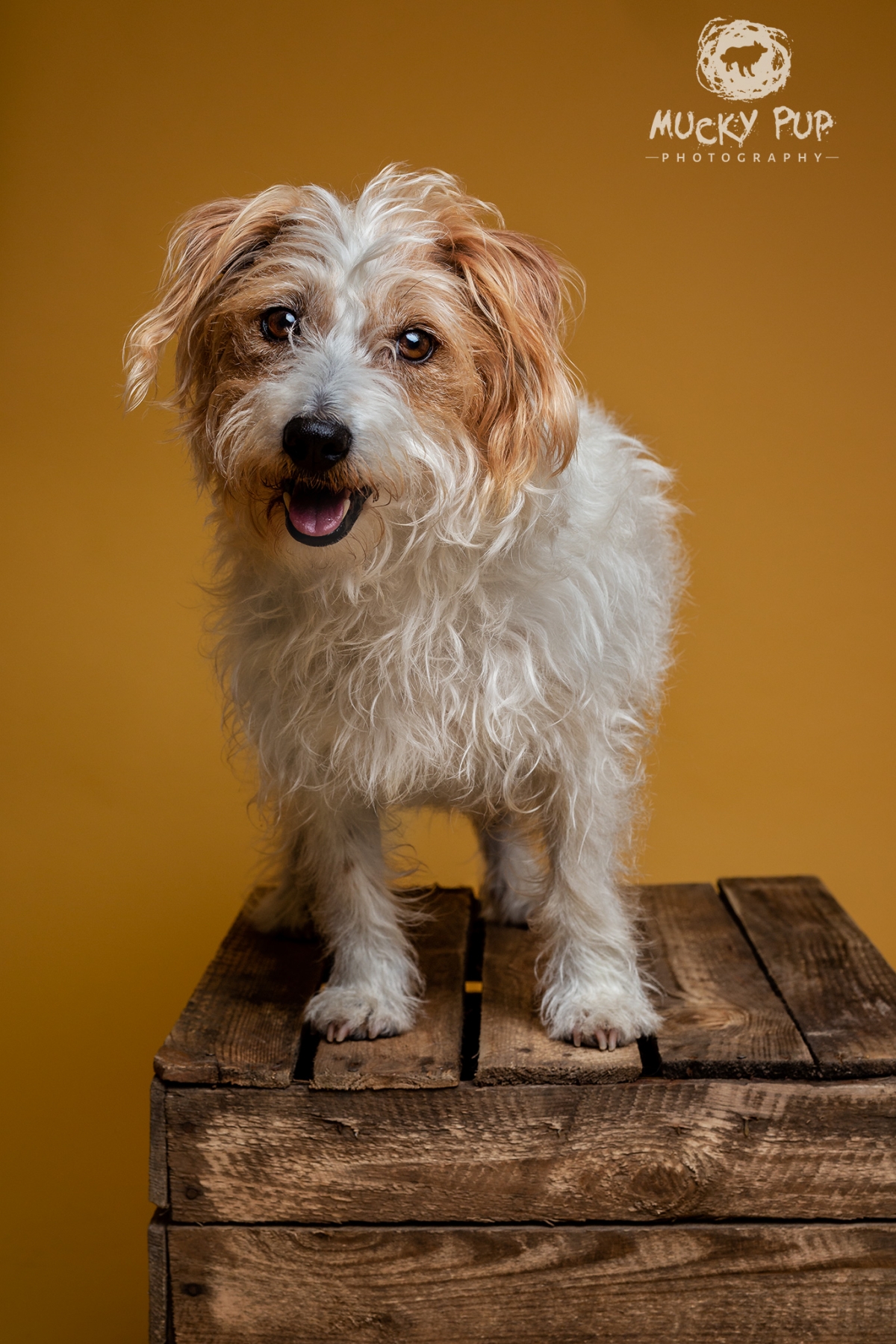 Terrier photographed in studio Swansea