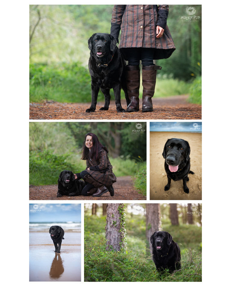 Black Labrador in the woods and on the beach with his human