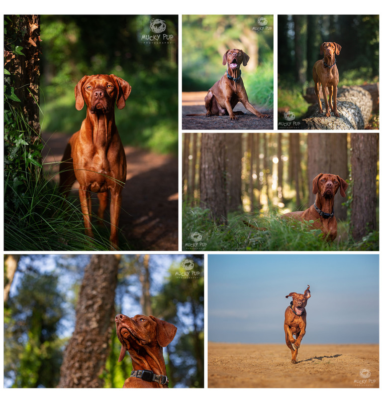 Hungarian Vizsla in the woods and on the beach at Llanmadoc Gower