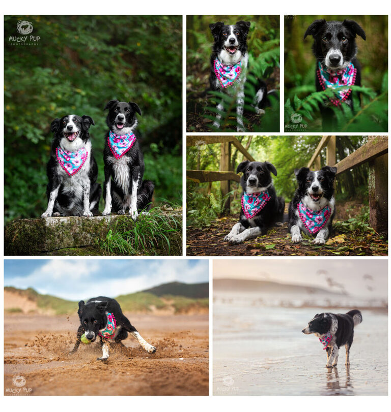Sali & Holly the border collies in the woods at Parkmill and Llangennith beach on the Gower Peninsula in Swansea