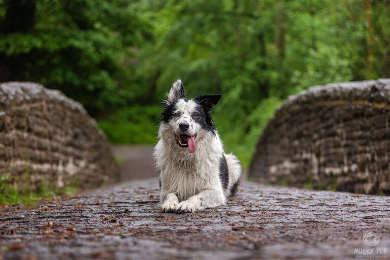 wet border collie lying on a stone bridge