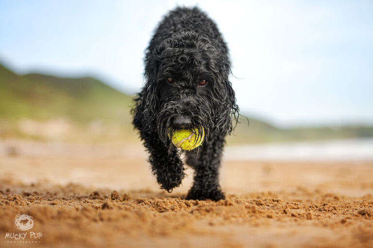 black cockerpoo running with a ball in mouth on th ebeach at Llangennith