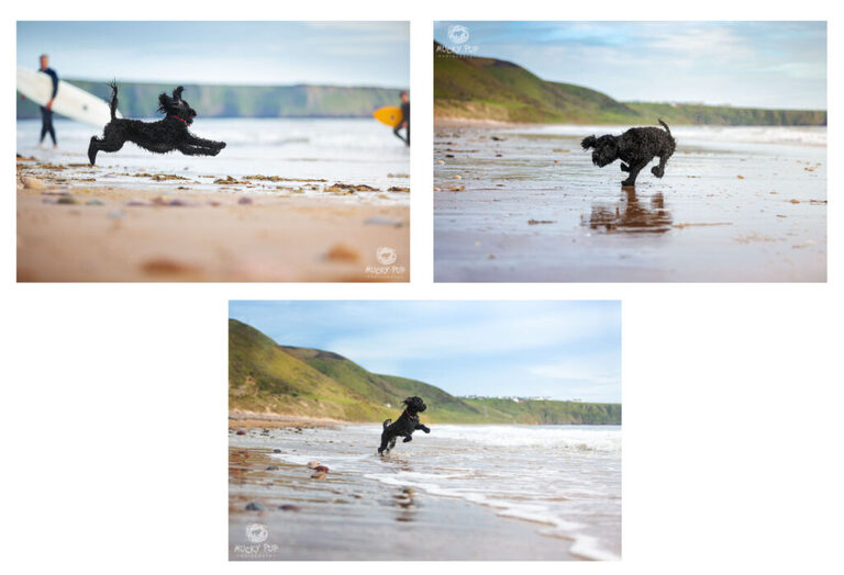 dog photography session of a cockerpoo having fun on the beach in Llangennith