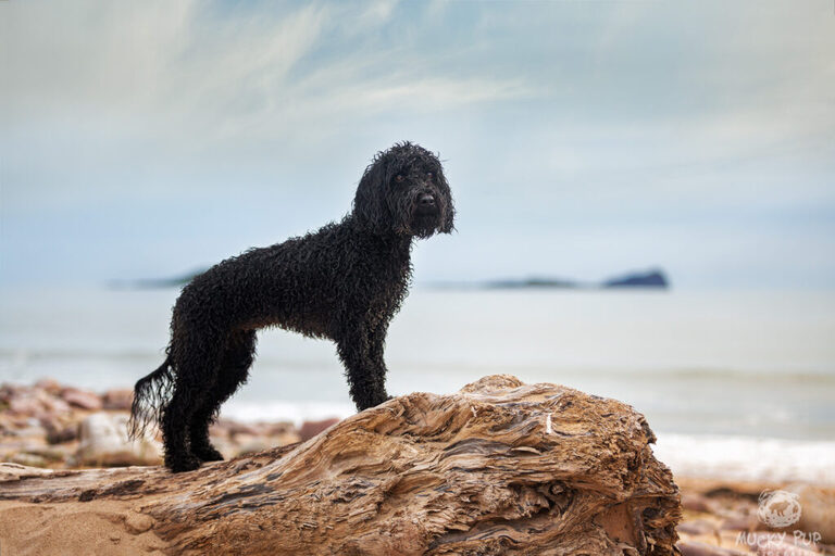 cockerpoo photographed on driftwood at Rhossili with Worm's Head in the background