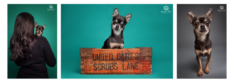 Chihuahua photographed in the studio on grey and turquoise backdrop
