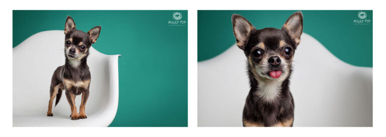 Chihuahua photographed on a white chair in the studio