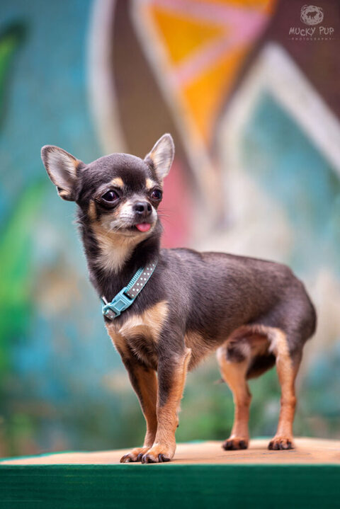 chihuahua photographed against a graffiti wall in Swansea