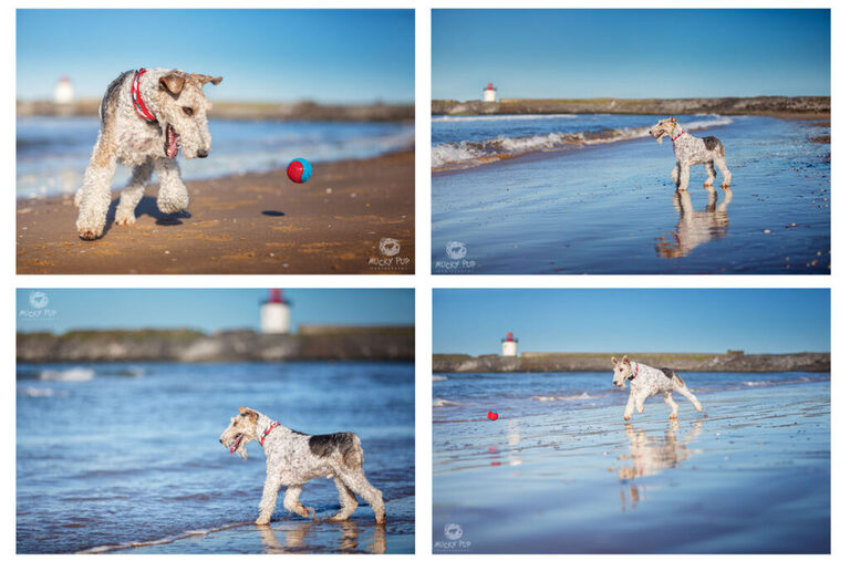 wire haired fox terrier on the beach at Burry Port