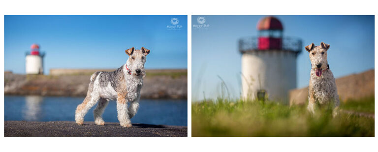 wire haired fox terrier at Burry Port with lighthouse in the background