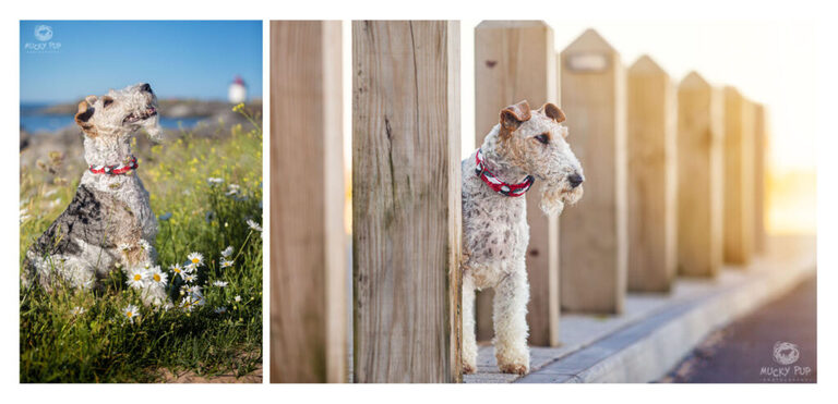 wire haired fox terrier in wildflowers and peeking through bollards
