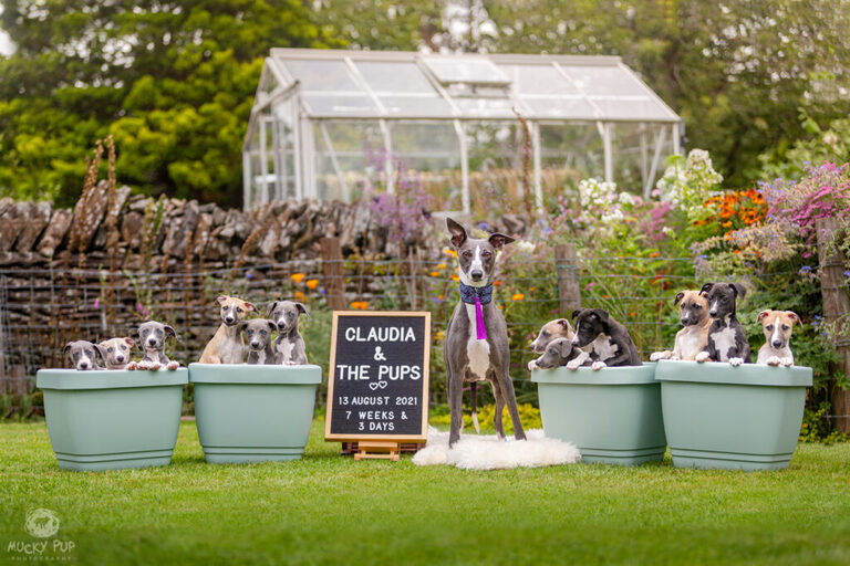 whippet puppies and mother photographed in plant pots for a dog family portrait