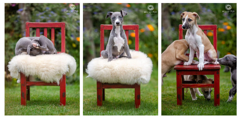whippet puppies photographed sitting on a red chair
