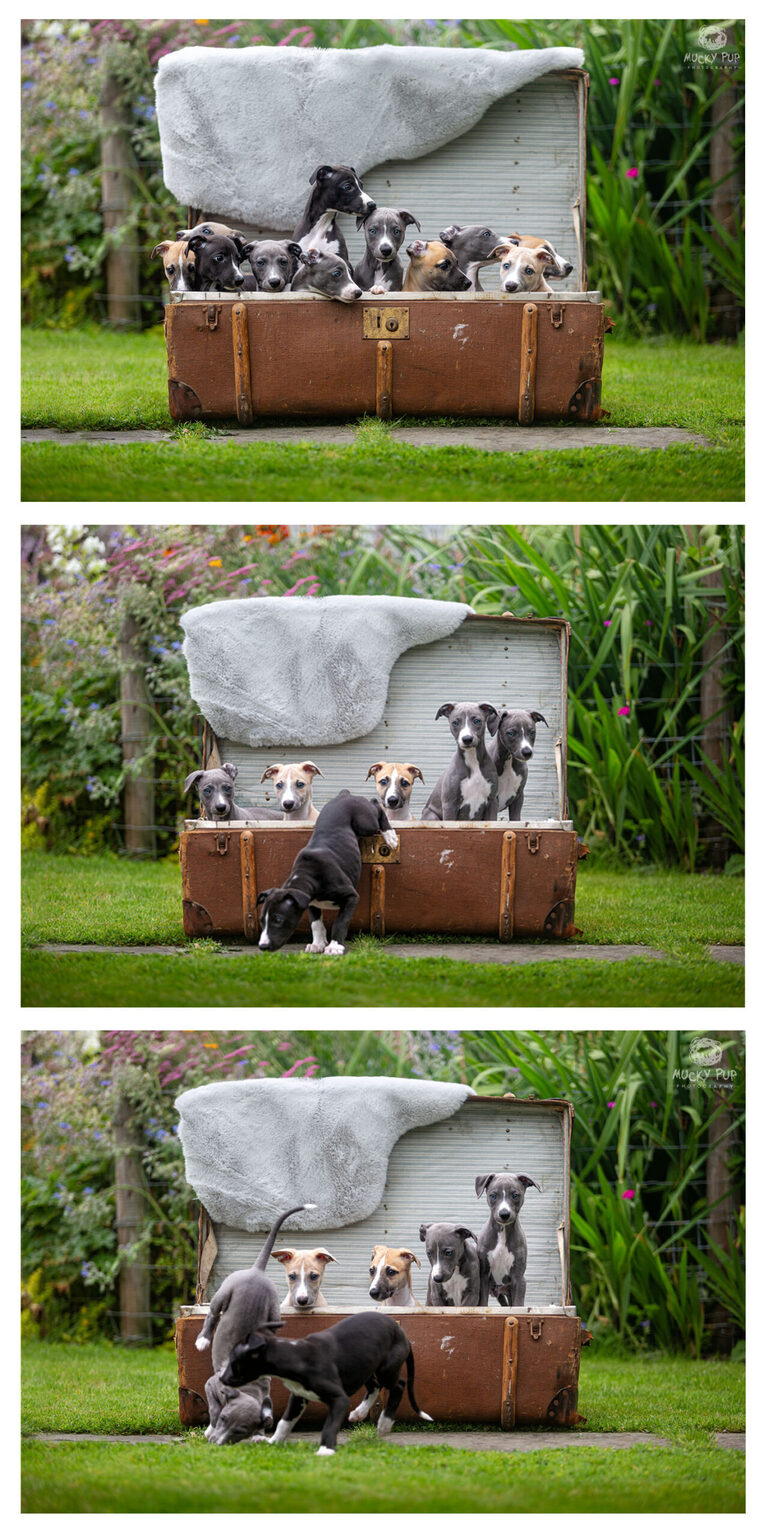 whippet puppies photographed in a vintage trunk
