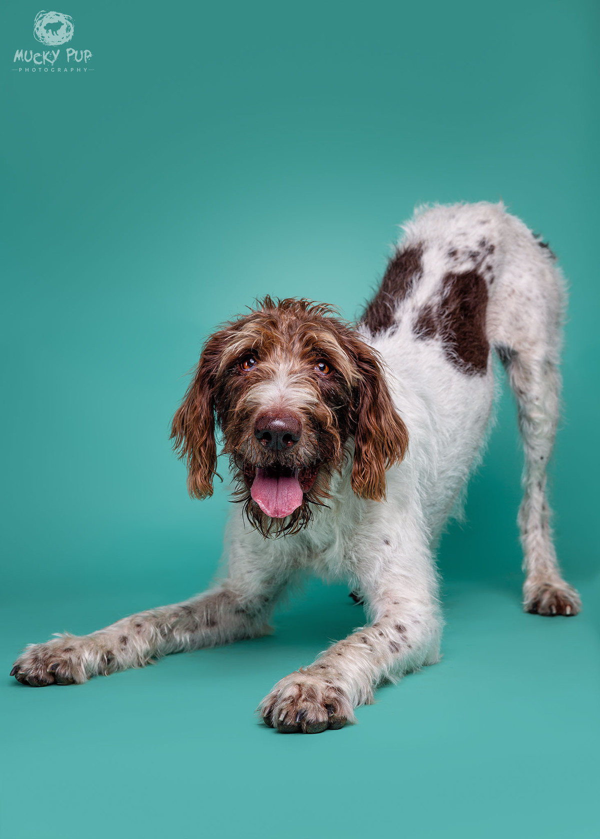 wire haired pointer photographed in studio on a blue background