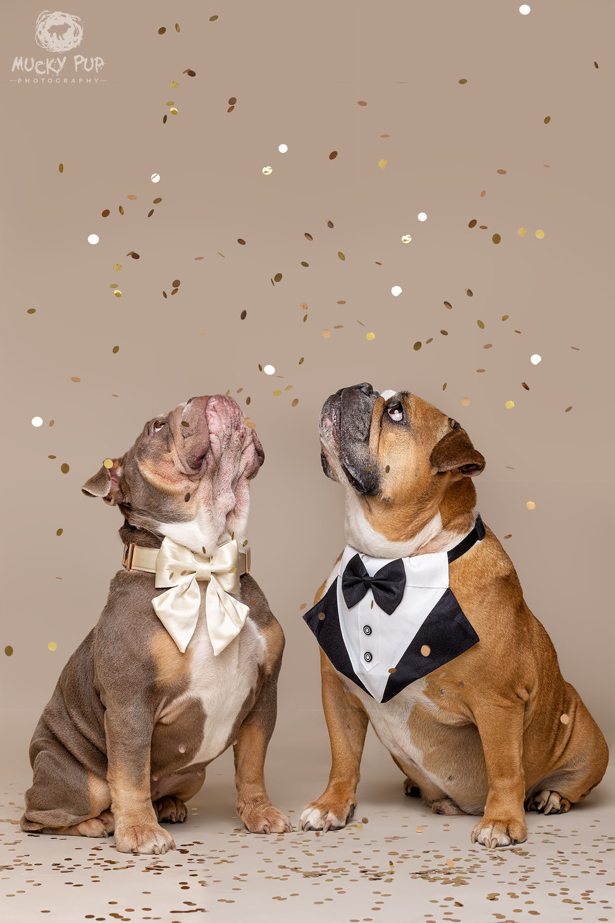 english bulldogs wedding themed studio photos