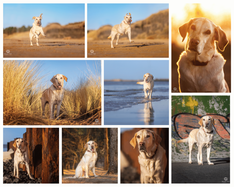 dog photography session of labrador at Burry Port