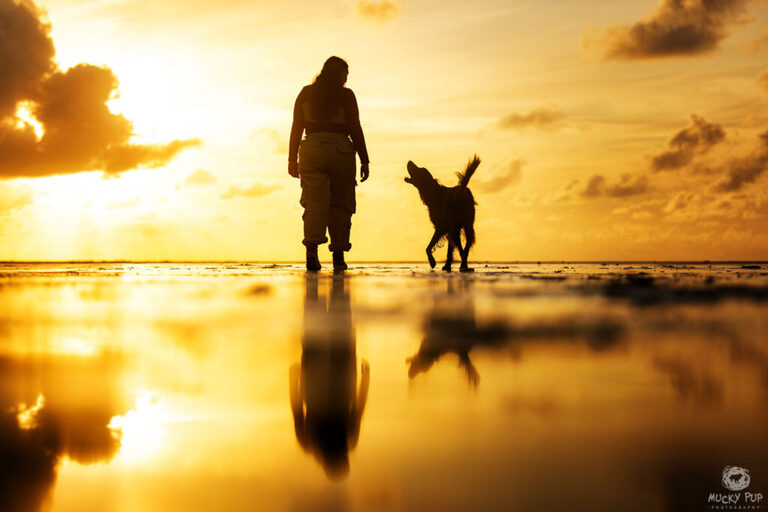 red setter and human walking on a Gower beach at sunset