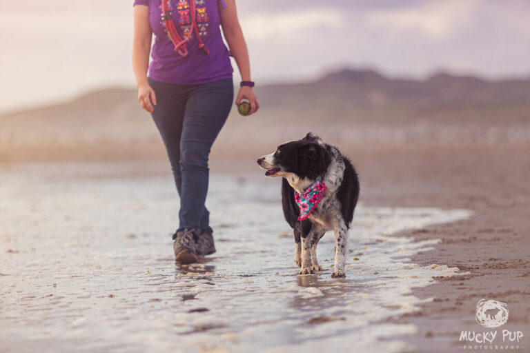 collie and human walking along the shore on a Gower beach