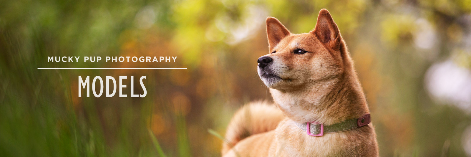 shiba inu in long grass looking off to the side