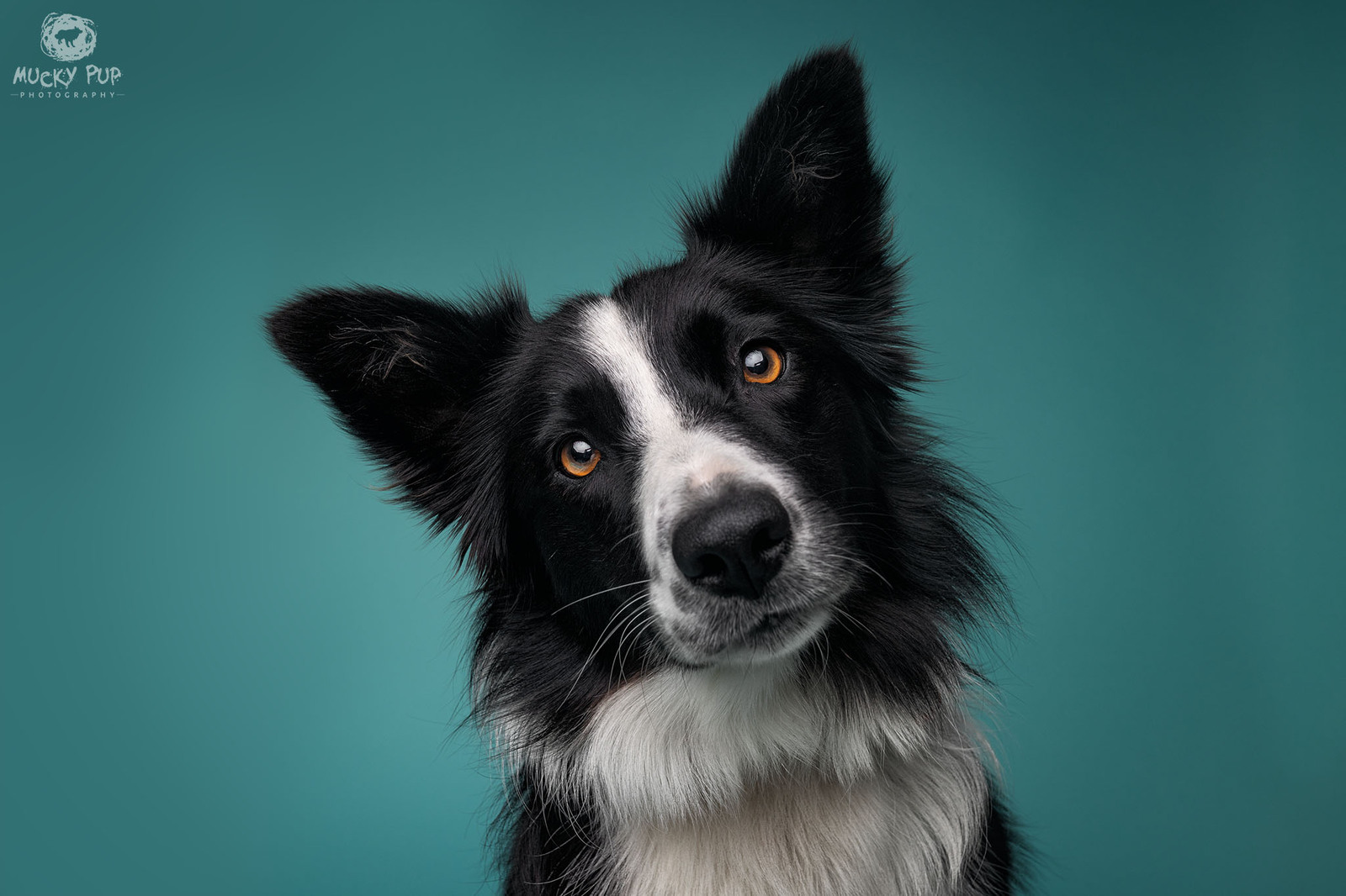 border collie photographed in studio in Swansea on a blue green background