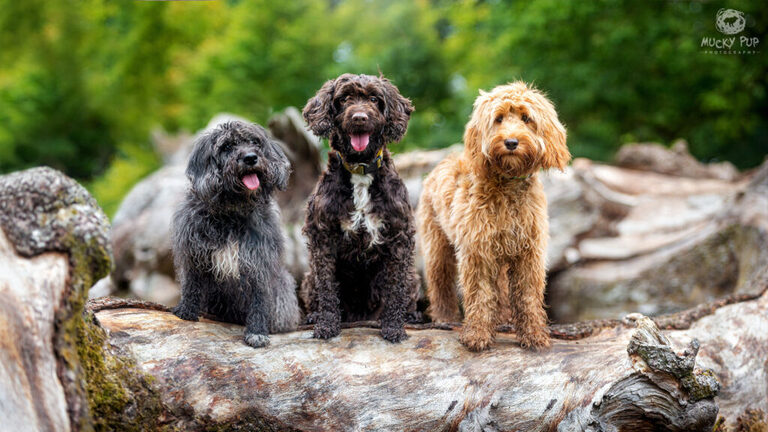 three dogs photographed on a lo