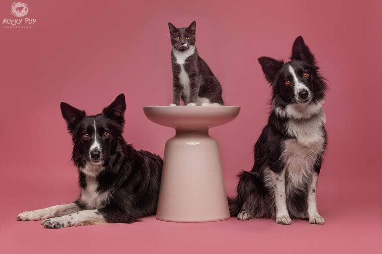 Border collies and Manx kitten photographed in studio