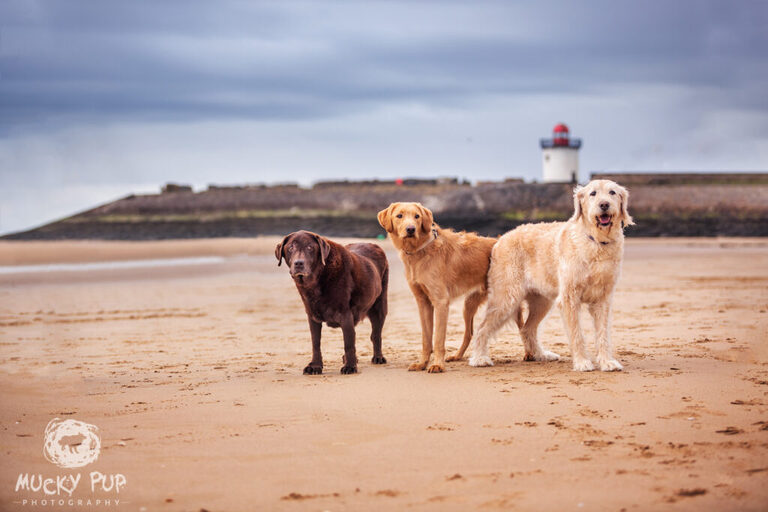 three dogs photographed on the beach at Burry Port