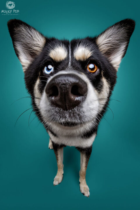 a pomeranian cross husky dog photographed in a studio environment on a blue green background. 