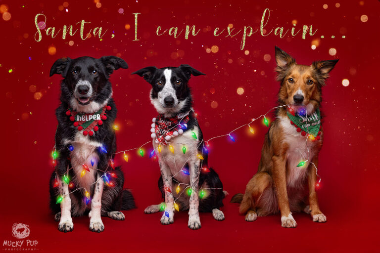 Three collies photographed in the studio with a Christmas theme.  Two dogs are tied up in Christmas lights and the third dog is holding the end of the string of lights.