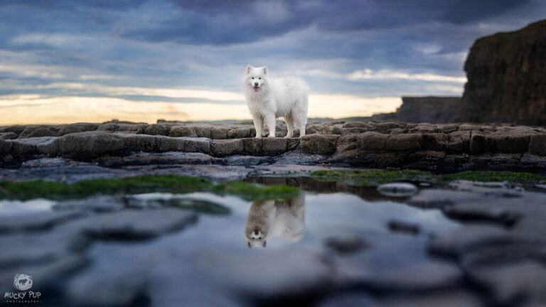 A samoyed dog photographed on a rugged coastline of Wales.  The dog's body is reflected in a rock pool.