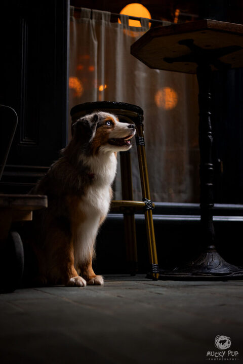 An American shepherd dog photographed in an old shopping arcade in Cardiff.