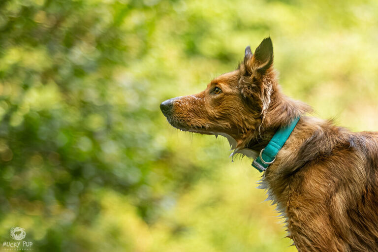 A branding photograph for a dog collar company.  An orange collie is wearing a turquoise collar and photographed against green foliage.
