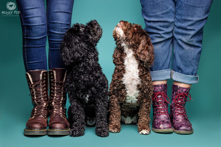 Two cockerpoos looking up towards their owners photographed by a professional pet photographer in a photography studio on a blue background