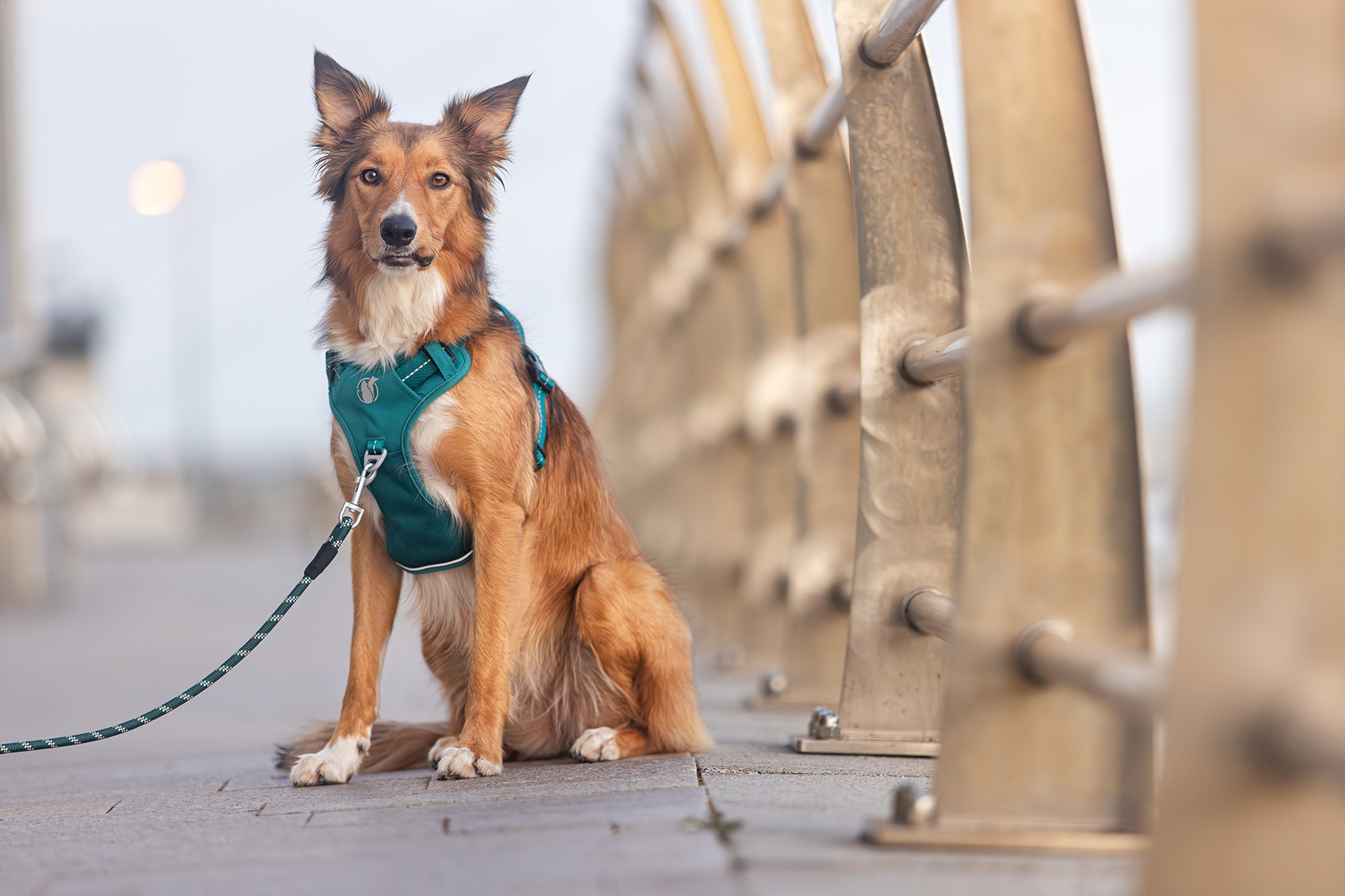 commercial dog photography of a Welsh collie for dog harness company